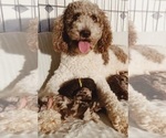 Small Photo #1 Labradoodle-Poodle (Miniature) Mix Puppy For Sale in FORT MILL, SC, USA