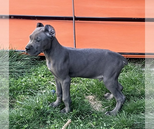 Medium Photo #6 Cane Corso Puppy For Sale in ANDERSON, IN, USA
