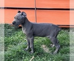 Small #5 Cane Corso