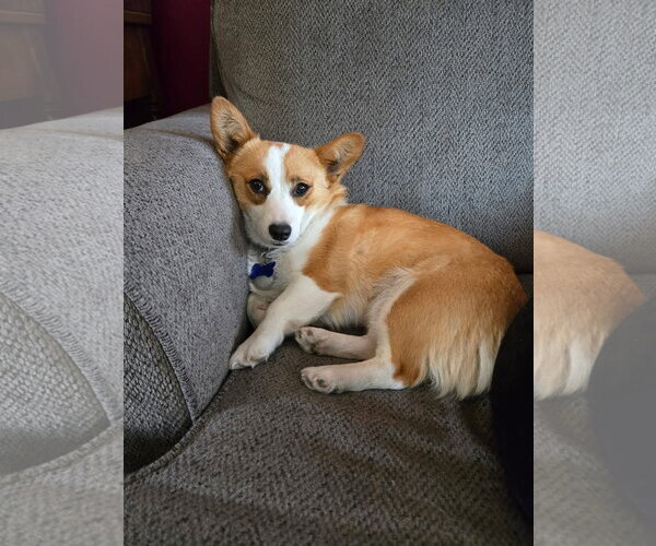 Medium Photo #6 Mutt Puppy For Sale in Denver , CO, USA