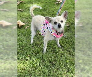 Mutt Dogs for adoption in Menifee, CA, USA