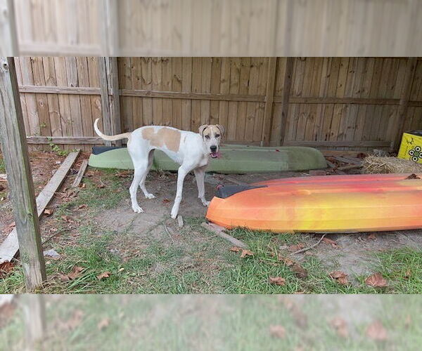 Medium Photo #4 Great Dane Puppy For Sale in Bullard, TX, USA