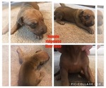 Small Photo #5 Rhodesian Ridgeback Puppy For Sale in LEFORS, TX, USA