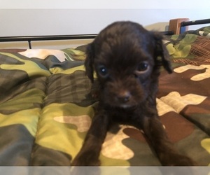 Cock-A-Poo Puppy for sale in HOLDEN, MO, USA