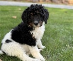 Puppy Rory Miniature Bernedoodle