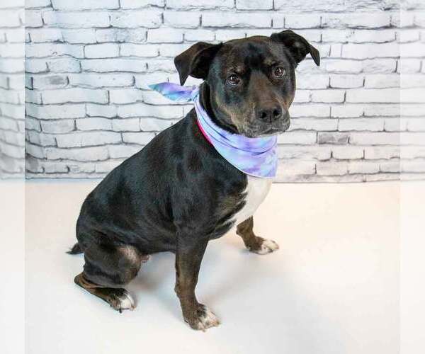 Medium Photo #2 Labrador Retriever-Unknown Mix Puppy For Sale in Kennesaw, GA, USA