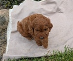 Small Photo #54 Irish Doodle Puppy For Sale in GOSHEN, IN, USA