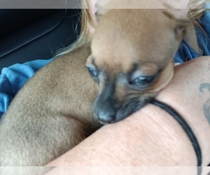 Chihuahua-Chug Mix Puppy for sale in BREMEN, GA, USA