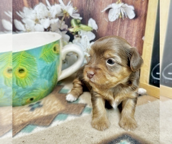 Medium Photo #28 Morkie Puppy For Sale in CASSVILLE, MO, USA