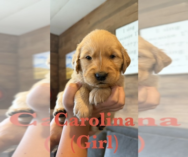 Medium Photo #10 Golden Retriever Puppy For Sale in NORTHPORT, WA, USA