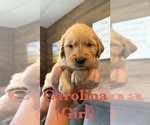 Small #9 Golden Retriever