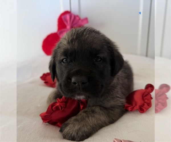 Medium Photo #44 Mastiff-Pyrenean Mastiff Mix Puppy For Sale in RHOME, TX, USA