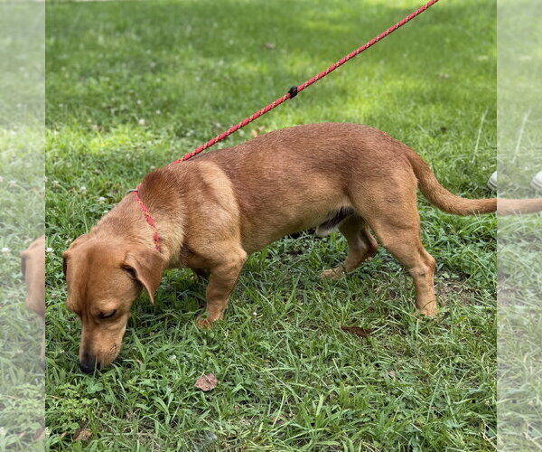 Medium Photo #4 Dachshund Puppy For Sale in Yardley, PA, USA