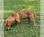 Small #3 Dachshund