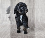 Puppy Kinder TRI Poodle (Miniature)