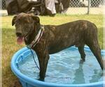 Small #1 Mastiff-Plott Hound Mix