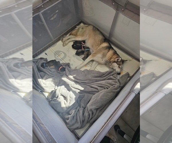 Medium Photo #1 Siberian Husky Puppy For Sale in CLIFFWOOD, NJ, USA