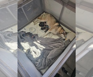 Mother of the Siberian Husky puppies born on 05/14/2025