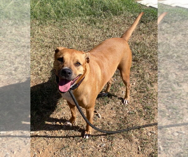 Medium Photo #3 Boxer Puppy For Sale in Bryant, AR, USA