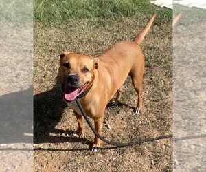 Betty - Female Boxer Dog for Adoption - Photo #3