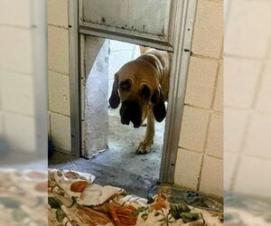 Taarna - Female Brazilian Mastiff Dog for Adoption - Photo #2