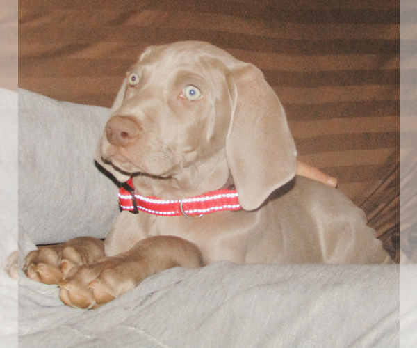 Medium Photo #3 Weimaraner Puppy For Sale in LAS ANIMAS, CO, USA
