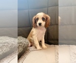 Puppy 2 Cavalier King Charles Spaniel-Cavapoo Mix
