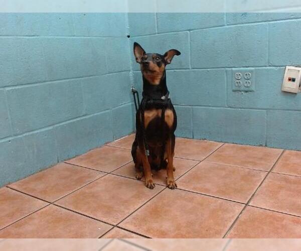 Medium Photo #1 Miniature Pinscher Puppy For Sale in Downey, CA, USA