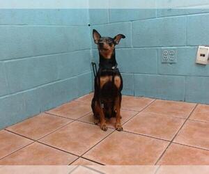 Miniature Pinscher Dogs for adoption in Downey, CA, USA