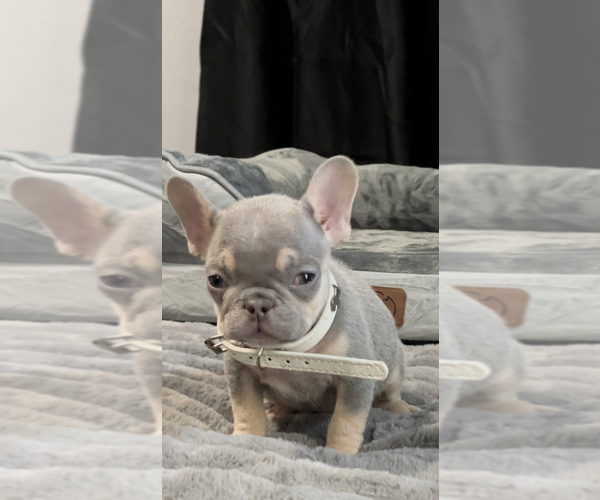 Medium Photo #10 French Bulldog Puppy For Sale in LOS ANGELES, CA, USA