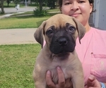Small Boerboel
