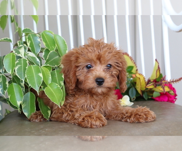 Medium Photo #2 Cavalier King Charles Spaniel-Poodle (Toy) Mix Puppy For Sale in SHILOH, OH, USA