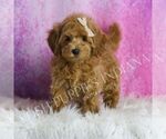 Small #2 Maltipoo