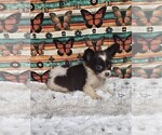 Small #16 Chihuahua