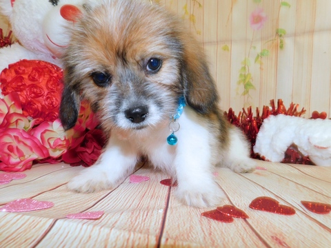 Medium Photo #4 Bea-Tzu Puppy For Sale in HAMMOND, IN, USA