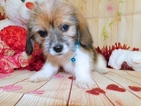 Small Photo #4 Bea-Tzu Puppy For Sale in HAMMOND, IN, USA