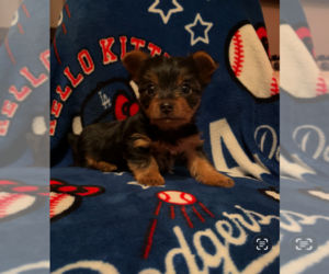 Yorkshire Terrier Puppy for sale in LA PUENTE, CA, USA