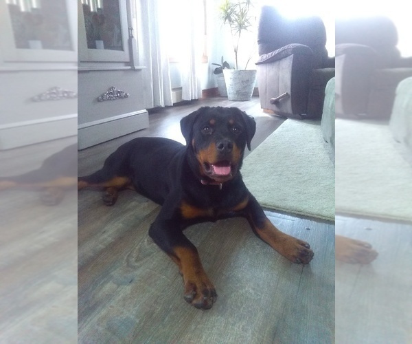 Medium Photo #1 Rottweiler Puppy For Sale in SUGARCREEK, OH, USA