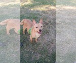 Small #1 Chihuahua Mix