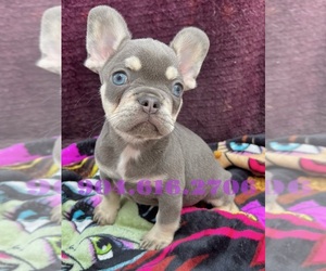 Medium French Bulldog