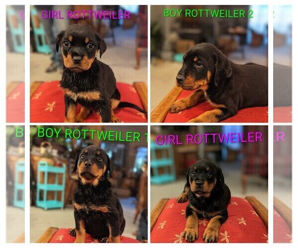 Medium Photo #1 Rottweiler Puppy For Sale in MIAMI, TX, USA