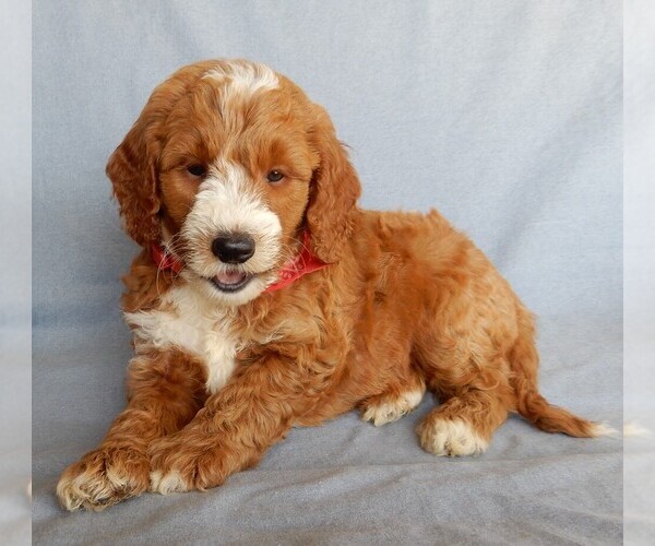 Medium Photo #6 Goldendoodle Puppy For Sale in MILLERSBURG, OH, USA
