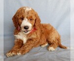 Small Photo #6 Goldendoodle Puppy For Sale in MILLERSBURG, OH, USA