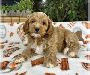 Cock-A-Poo Puppy for sale in GREENFIELD, IN, USA