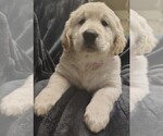 Puppy Dark pink girl Golden Retriever