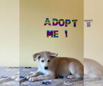 Small #4 Labrador Retriever-Siberian Husky Mix