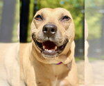 Dakota - Female Mutt Dog for Adoption - Small photo