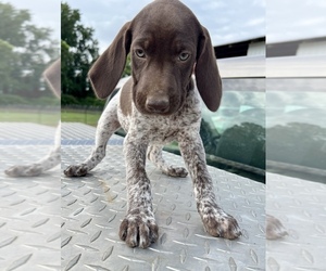German Shorthaired Pointer Puppy for sale in WARSAW, NC, USA
