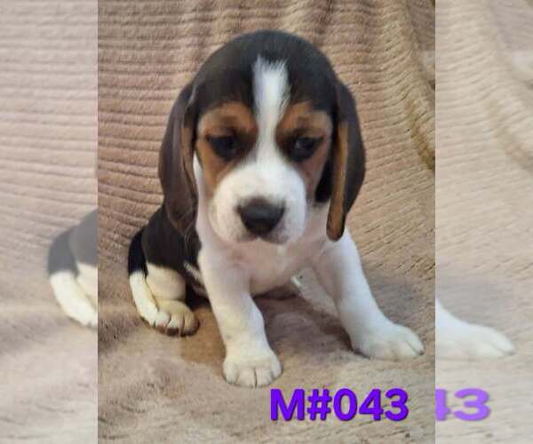 Medium Photo #3 Beagle Puppy For Sale in CENTRALIA, WA, USA