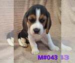 Small #2 Beagle